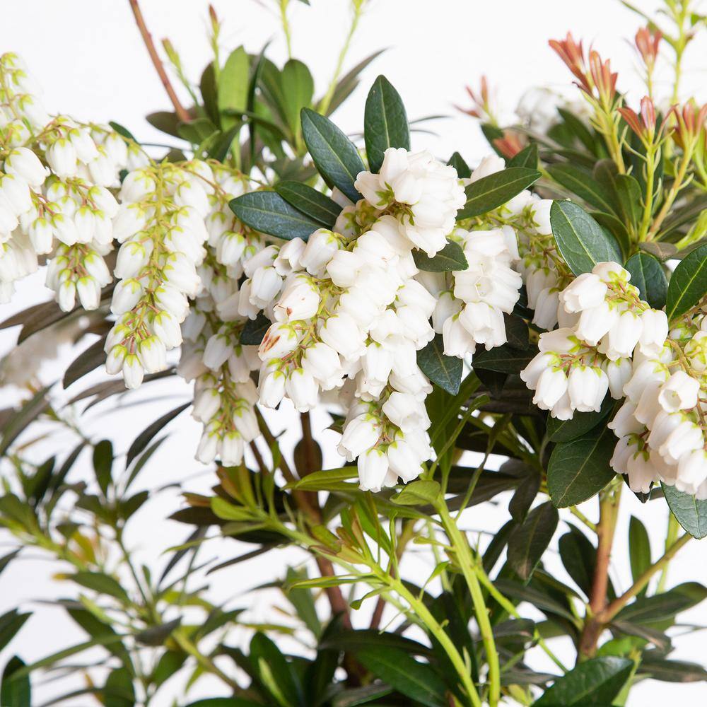 SOUTHERN LIVING 2 Gal. Mountain Snow Pieris Evergreen Shrub Clusters of Small Bell-shaped White Blooms 46962