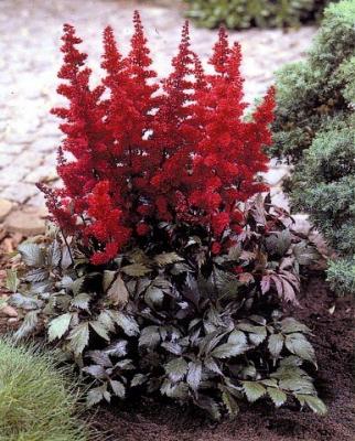 Classy Groundcovers - Astilbe Perennial Plant Mix: 25 Pink， 25 Red， 25 White Astilbe japonica Mix (25 of each)