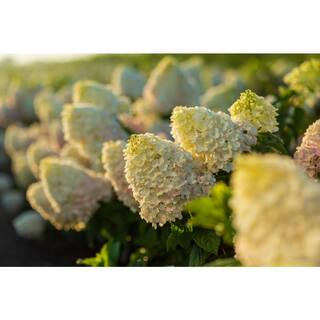 FIRST EDITIONS 3 Gal. Strawberry Sundae Panicle Hydrangea Flowering Shrub with White to Pink Flowers FEHYD3HSS1PK