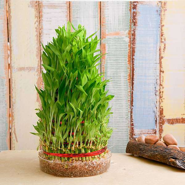 8 Layer Lucky Bamboo Plant in a Bowl