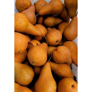 Online Orchards Dwarf Bosc Pear Tree - Sweet and Hardy Cinnamon Brown Pears (Bare-Root 3 ft. to 4 ft. Tall 2-Years Old) FTPR003