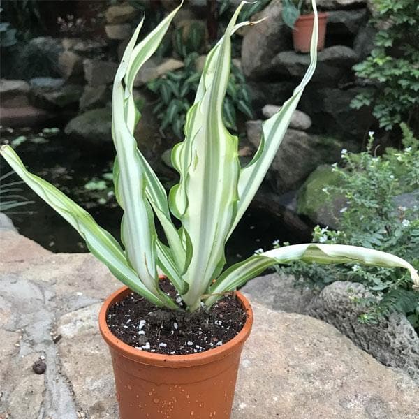 Agave, Furcraea gigantea - Succulent Plant