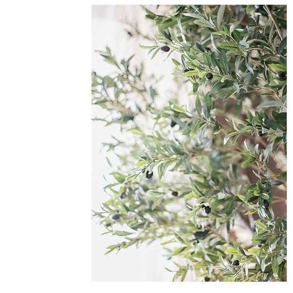 RusticReach Extra Large Tall Olive Tree 118 Tall