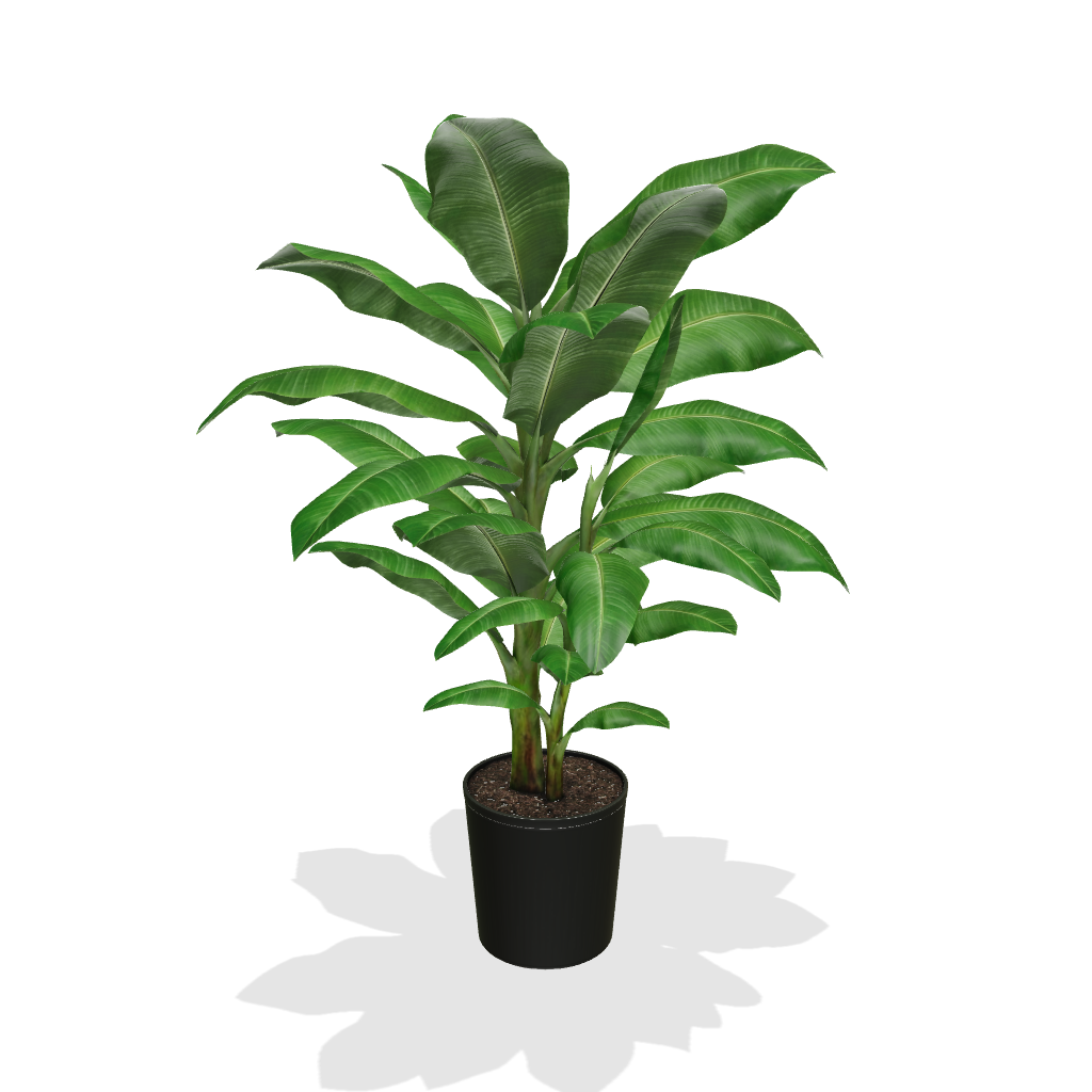 Dwarf Cavendish Banana Tree