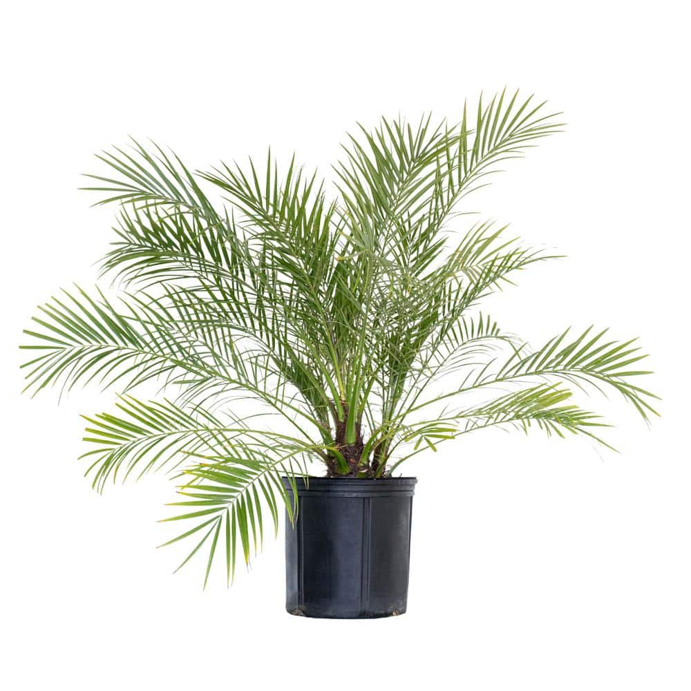 United Nursery Miniature Date Palm Live Phoenix Roebelenii Plant 22 in. to 26 in. Tall in 9.25 in. Grower Pot 79061