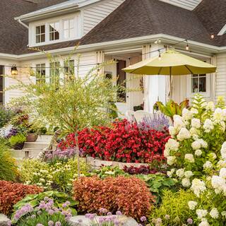 BELL NURSERY 3 Gal. Bobo Hydrangea (Paniculata) Live Flowering Shrub with White to Pink Flowers PWHYD3BOB1PK