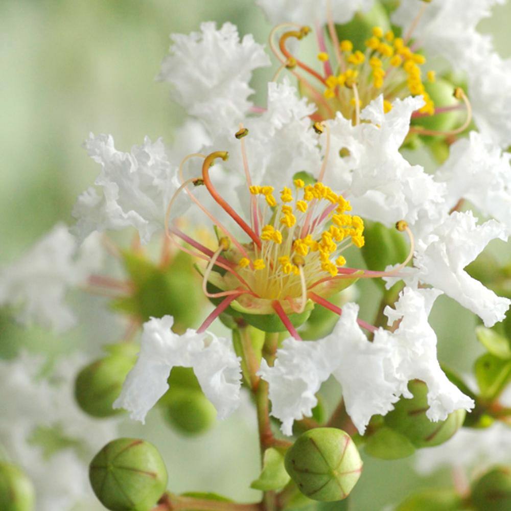 1 Gal. White Natchez Crape Myrtle Tree CRMNAT01G