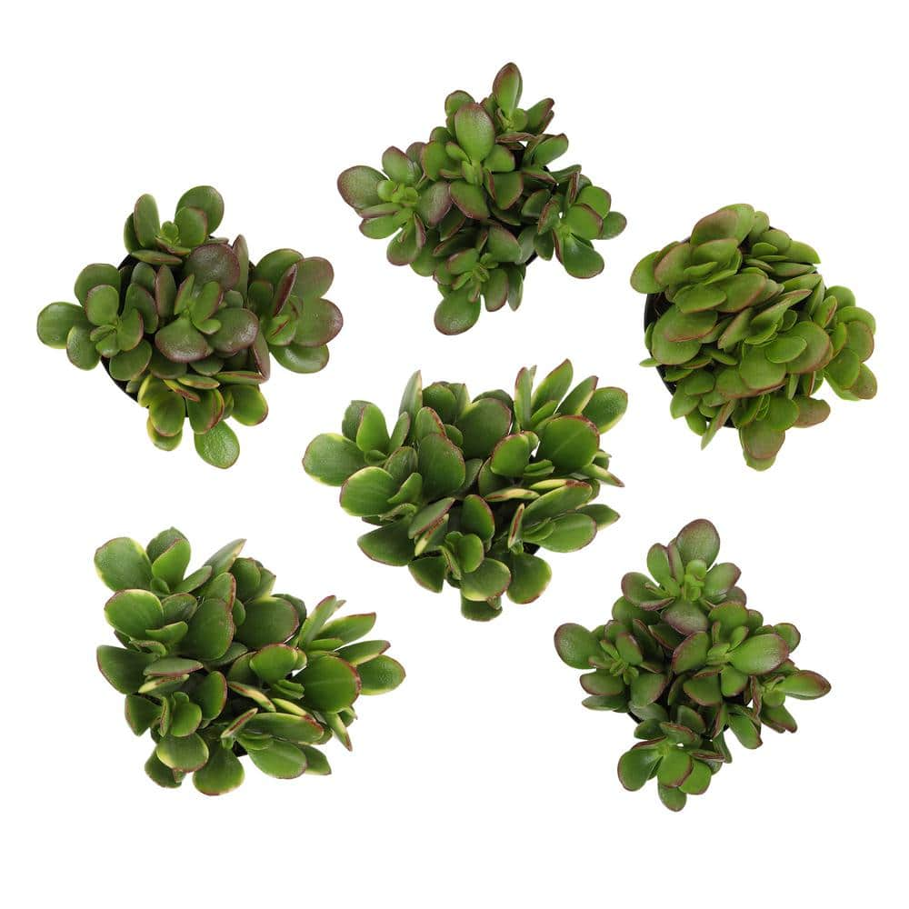 ALTMAN PLANTS Classic Jade Succulent (Crassula) Houseplant in 3.5 in. Grower Pots (6-Pack) 0873246