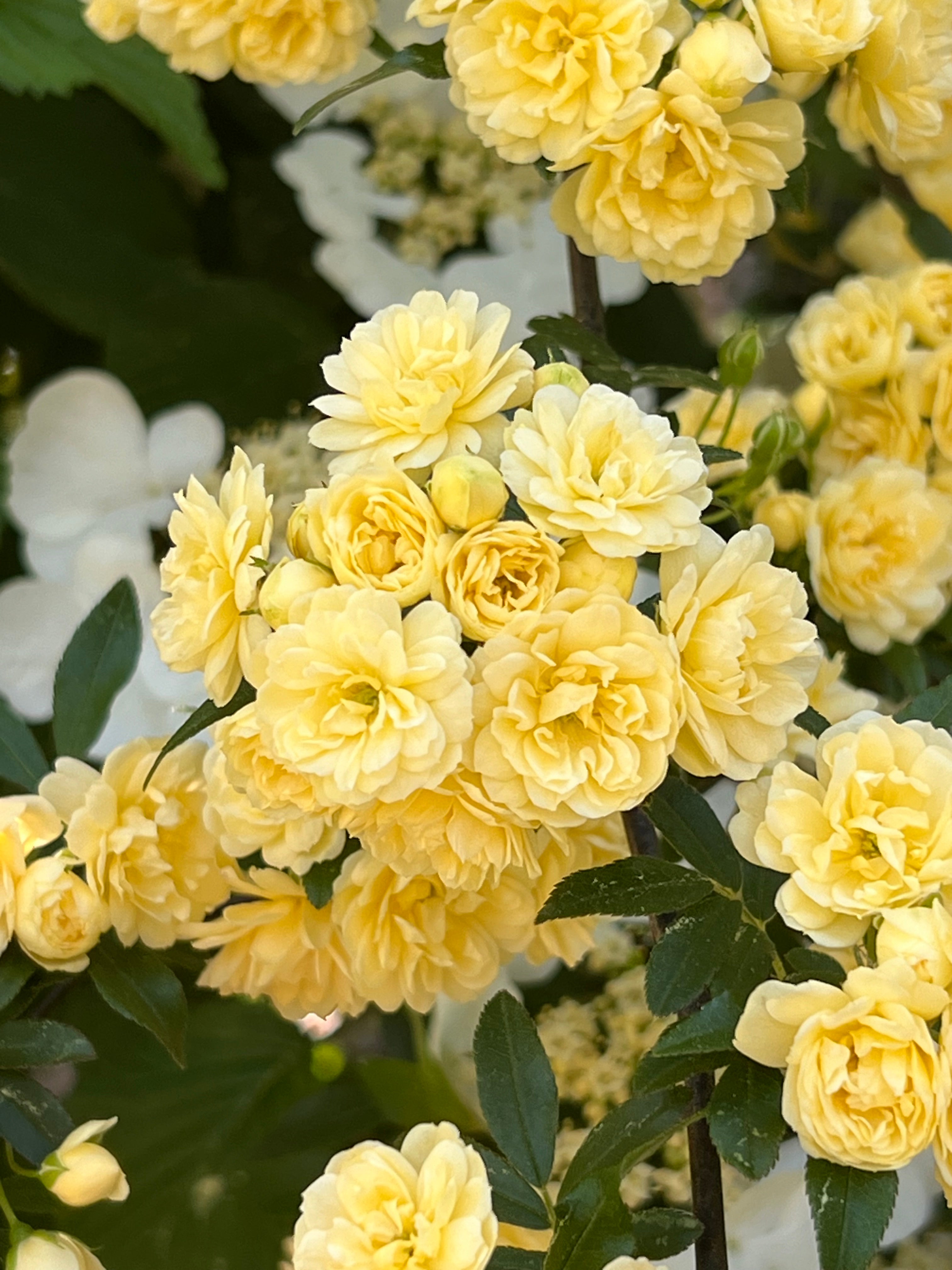 Yellow Lady Banks Rose