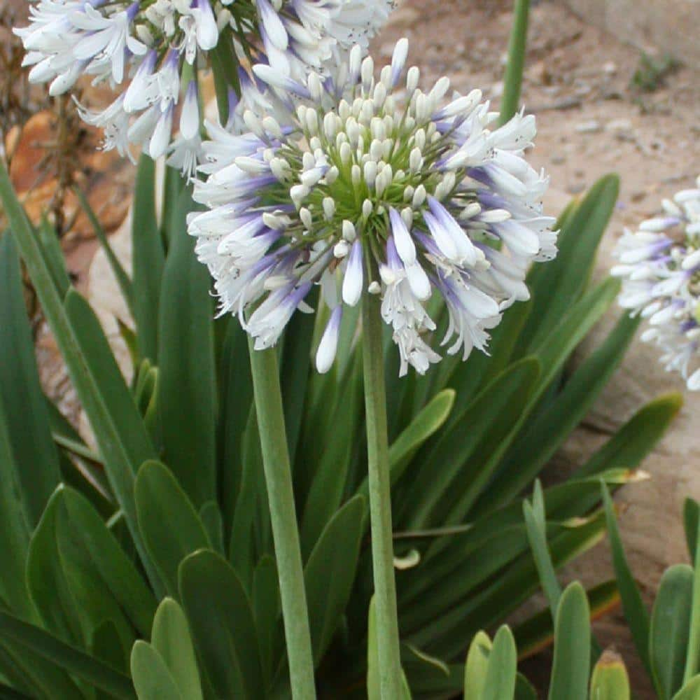 SOUTHERN LIVING 2 Gal. White and Violet Bloom Clusters - Queen Mum Agapanthus Live Perennial Plant 00932