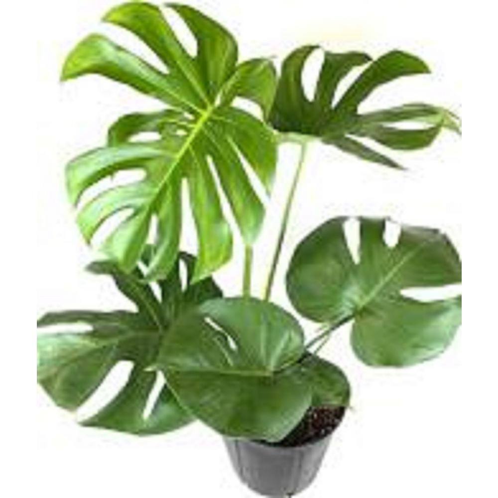 Pure Beauty Farms 1.9 Gal. Philodendron Monstera Deliciosa Plant in 9.25 in. Grower Pot DC10PHIODEN