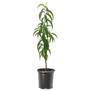 1 Gal. Carolina Gold Peach Tree PCHCAR01G