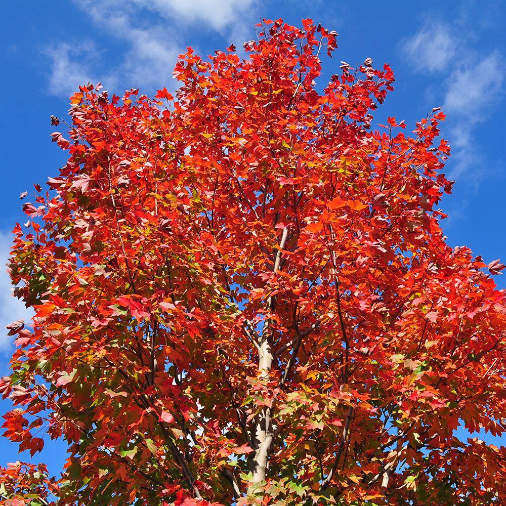October Glory Red Maple Shade Tree MAPOCT05G