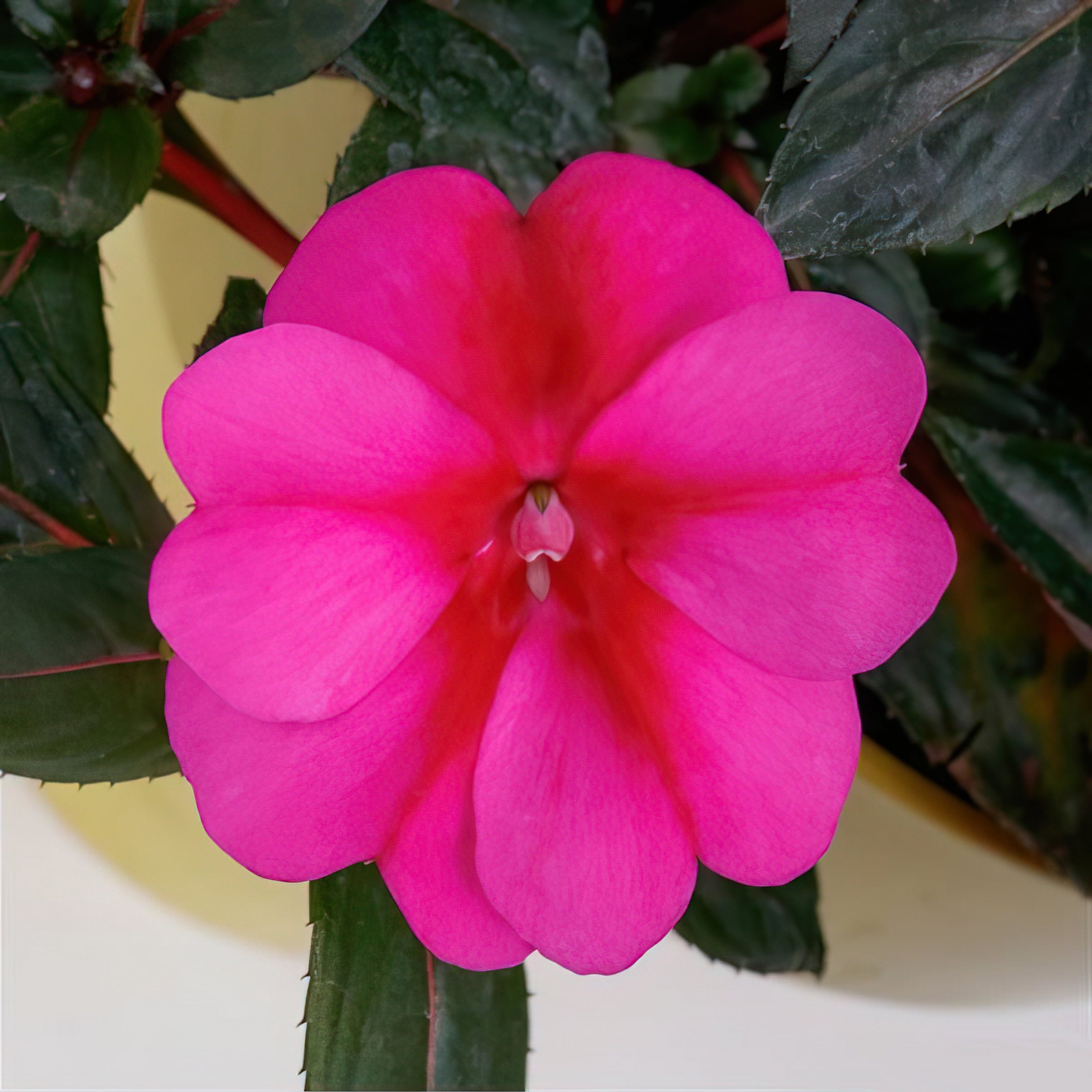 Impatiens， Next Generation SunPatiens® Compact Purple Candy - 3 piece