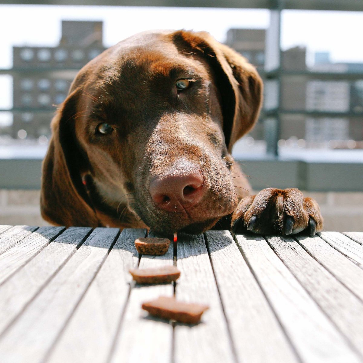 Jiminy's Grain-Free Cricket Cookie Peanut Butter and Blueberry Recipe Dog Treats