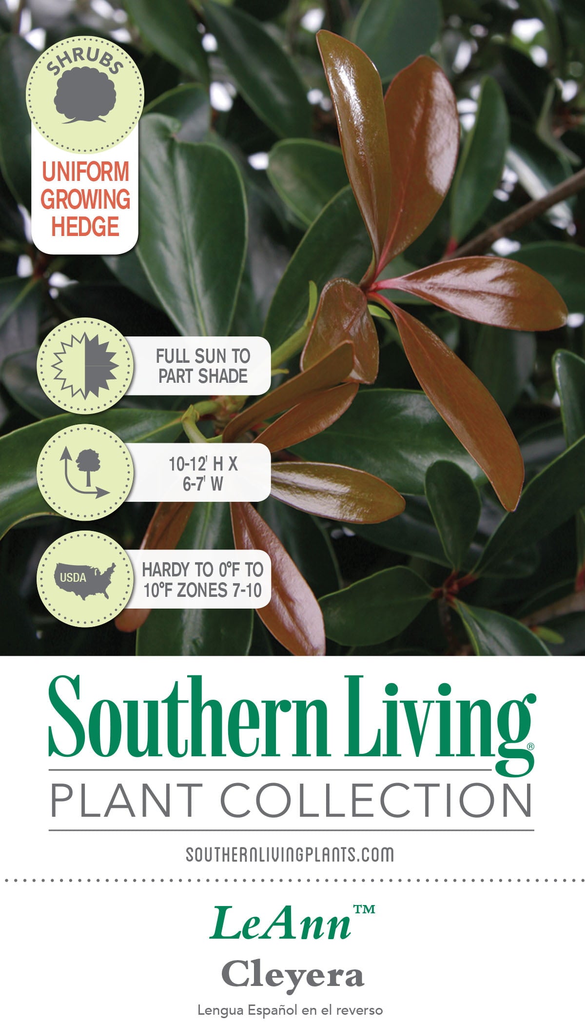 LeAnn Cleyera (3 Gallon) Medium-Sized Evergreen Shrub with Glossy Foliage - Full Sun to Part Shade Live Outdoor Plant - Southern Living Plant Collection