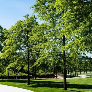 national PLANT NETWORK 2.25 Gal. Deciduous Willow Oak Tree HD7096