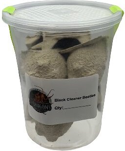 ABDragons Black Cleaner Beetles Small Pet and Reptile Food