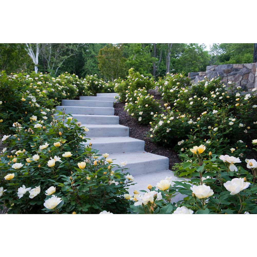 KNOCK OUT 3 Gal. Sunny Knock Out Rose Bush with Yellow Flowers 11892