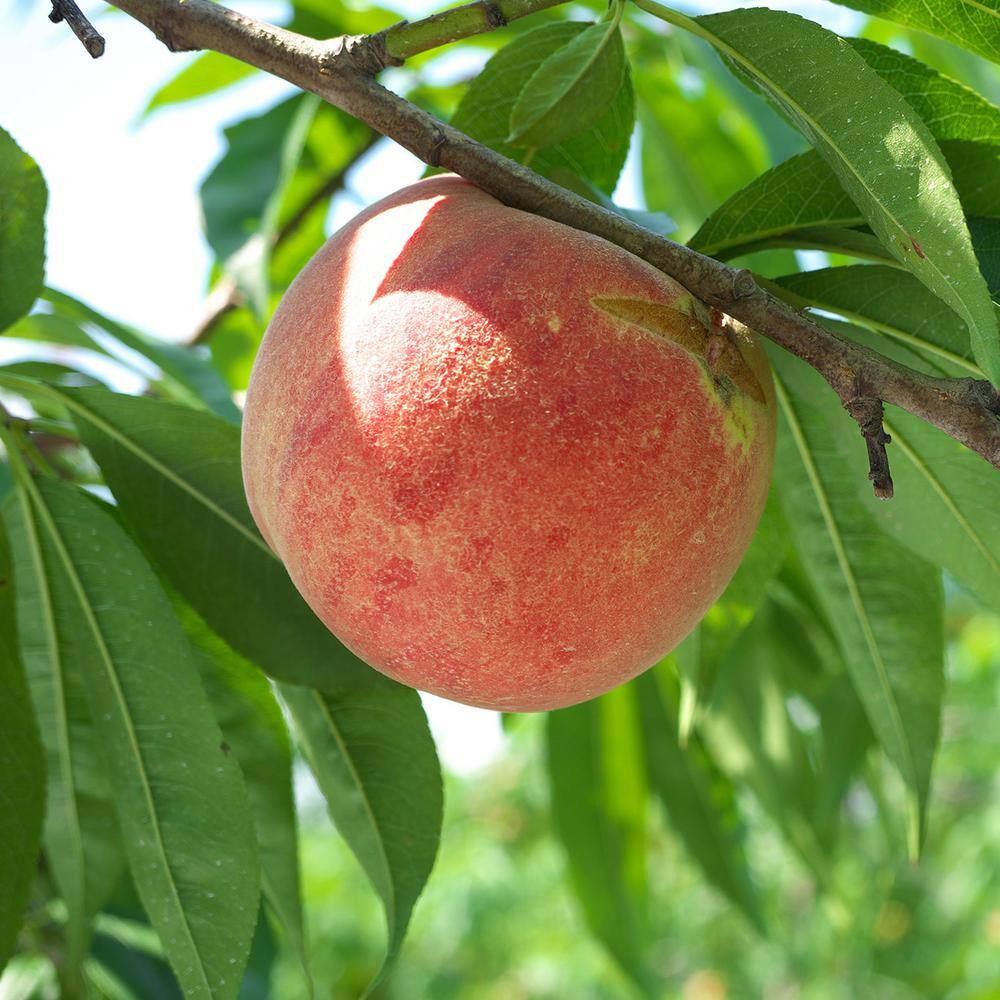 Perfect Plants 4-5 ft. Tall Tropic Snow Peach Tree Low Chill Hour White peach Variety THD00576