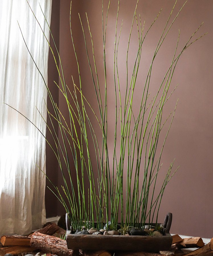 Artificial Faux Rough Horsetail Plant Long Stem 54