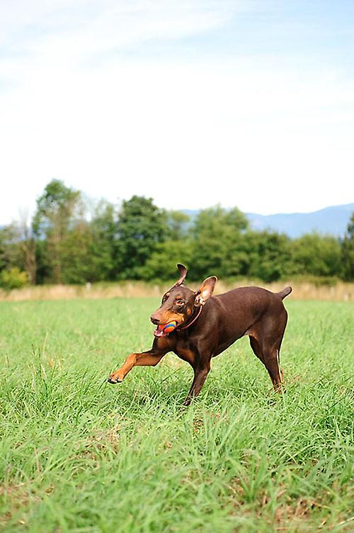 Chuckit Ultra Dog Ball toy