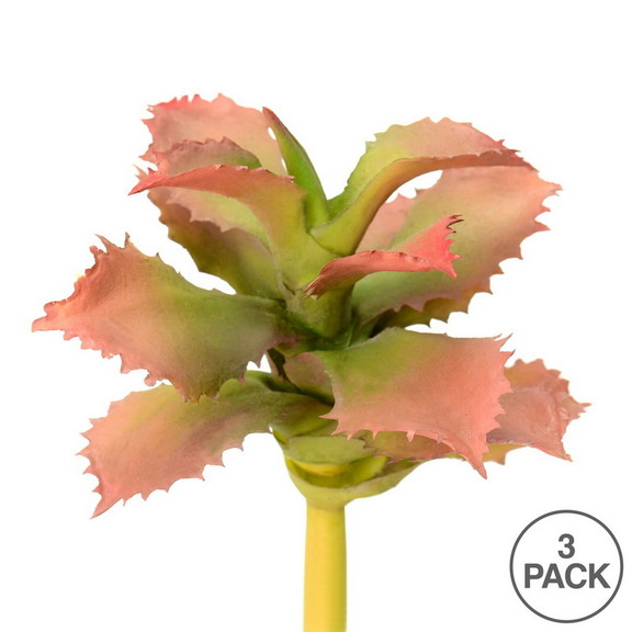 Vickerman FO180101 5 Red/Green Adromischcus Pick ...