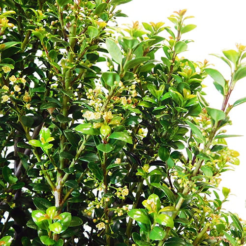 Holly Steeds Upright Japanese (Ilex) Live Shrub (3 Gallon)