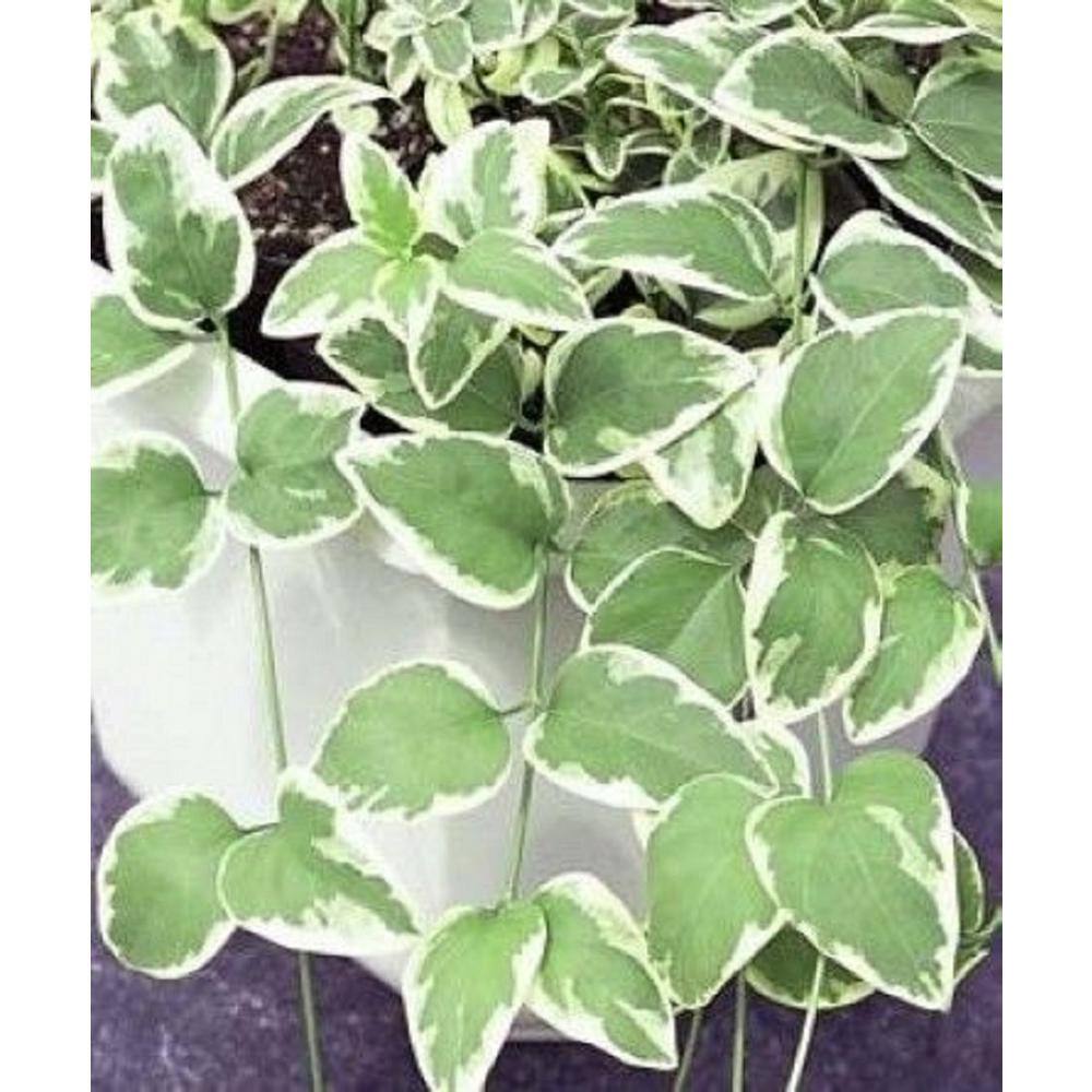 BELL NURSERY 4 in. Green Vinca Vine Live Flowering Perennial Groundcover Plant (6-Pack) VVINE4GRE6PK