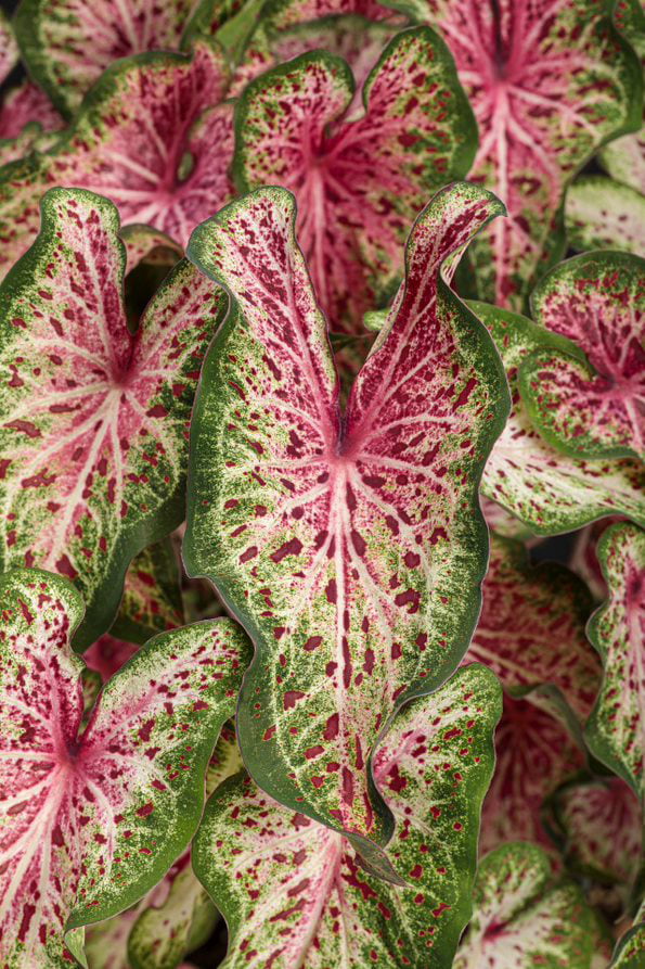 4.5 in. Quart Heart to Heart Heart and Soul (Caladium) Live Plant， Red Foliage