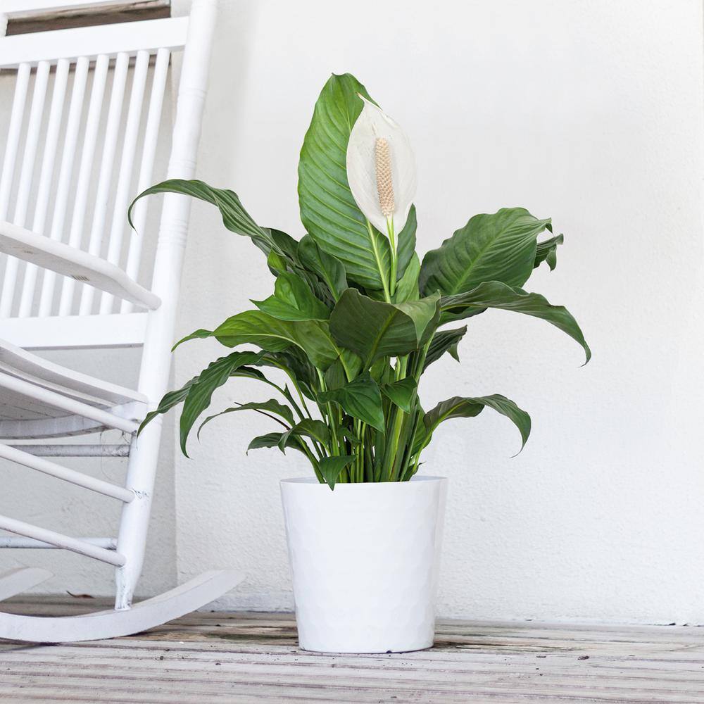 United Nursery Peace Lily Spathiphyllum Sympathy Live Plant in 9.25 inch Grower Pot 00038