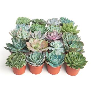 Shop Succulents 4 in. Rosette Succulent Collection Succulent (Collection of 40) R4-40