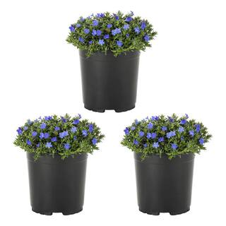 METROLINA GREENHOUSES 2 Qt. Blue Lithodora Perennial Plant (3-Pack) 4659