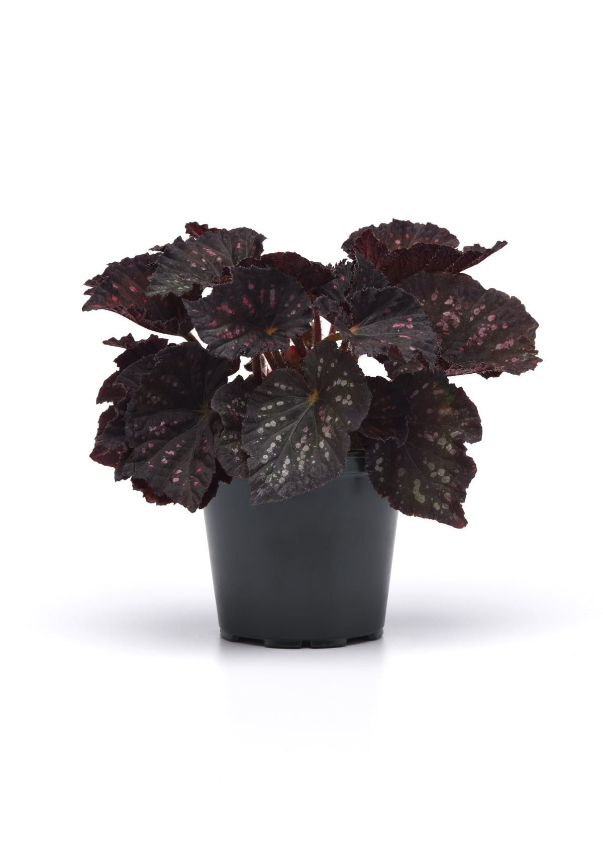 4 In. Jurassic Dino Black Sky Rex Begonia - 3 Piece