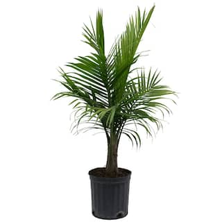 Costa Farms Majesty Indoor Palm in 9.25 in. Grower Pot Avg. Shipping Height 3-4 ft. Tall 10MAJ