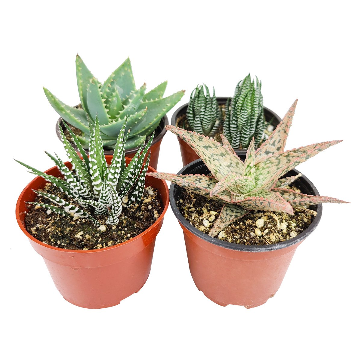 Haworthia/ Aloe/ Agave/ Gasteria Succulent 4