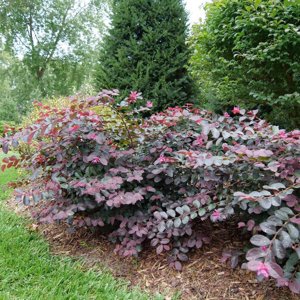 PROVEN WINNERS 2 Gal. Jazz Hands Pink Loropetalum Shrub with Cool Purple Foliage 13912