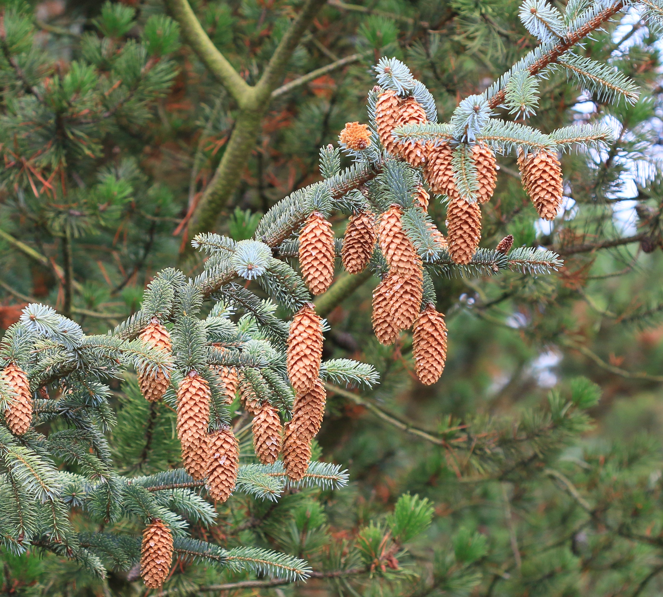 Sitka Spruce | Small Tree Seedling | The Jonsteen Company