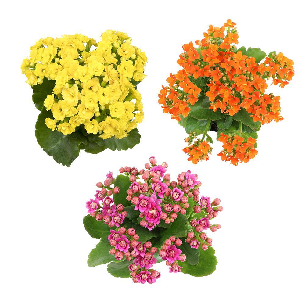 ALTMAN PLANTS 3-Pack 2.5 in. Kalanchoe Bloss Live Succulents in Assorted Colors with White Ceramic Pots 0872859