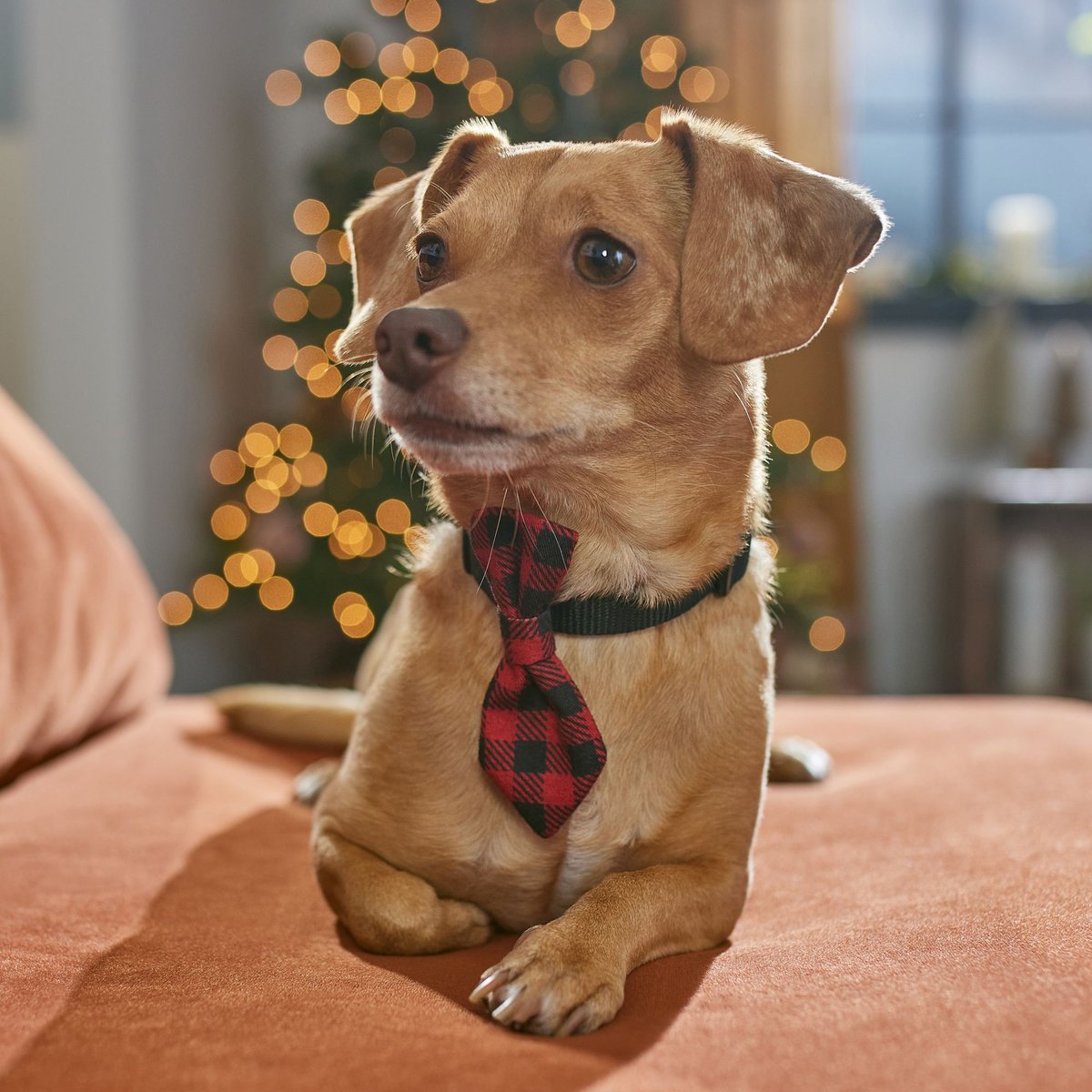 Frisco Holiday Dog and Cat Tie， Red