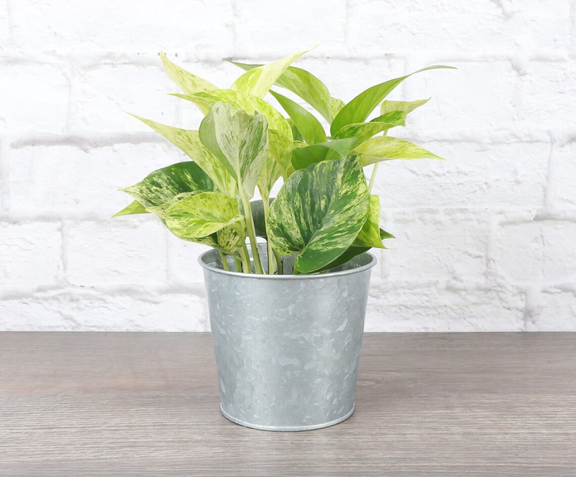 Live Marble Queen Pothos Plant - 4