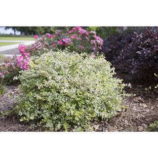 SOUTHERN LIVING 2 Gal. Miss Lemon Abelia Plant with Bright Variegated Yellow Foliage 14401