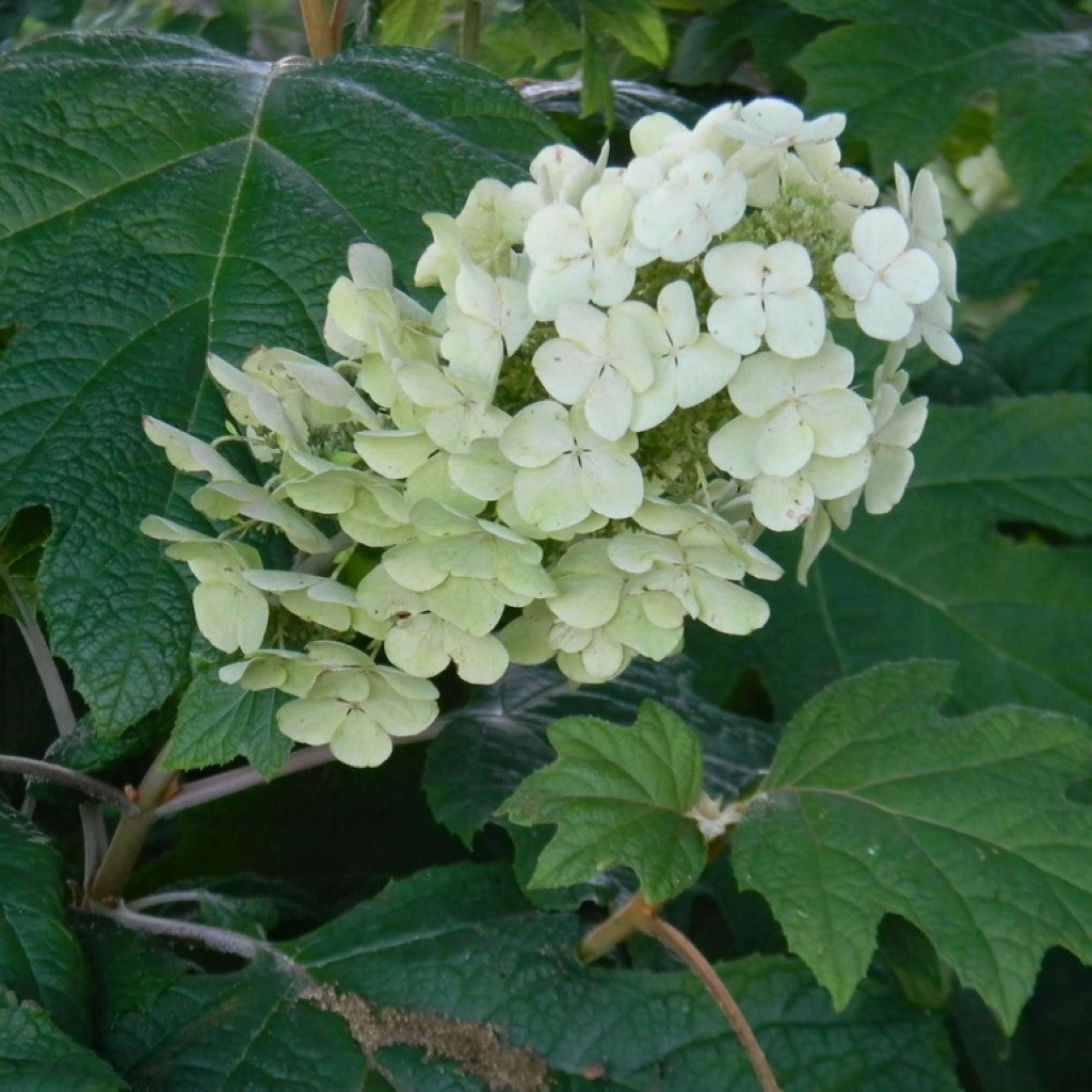 Alice Oakleaf Hydrangea