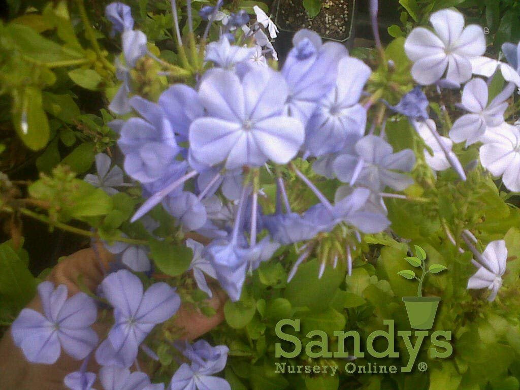 Plumbago Auriculata Perennial Shrub， Imperial Blue Flower， Lot of 12 Starter Plants