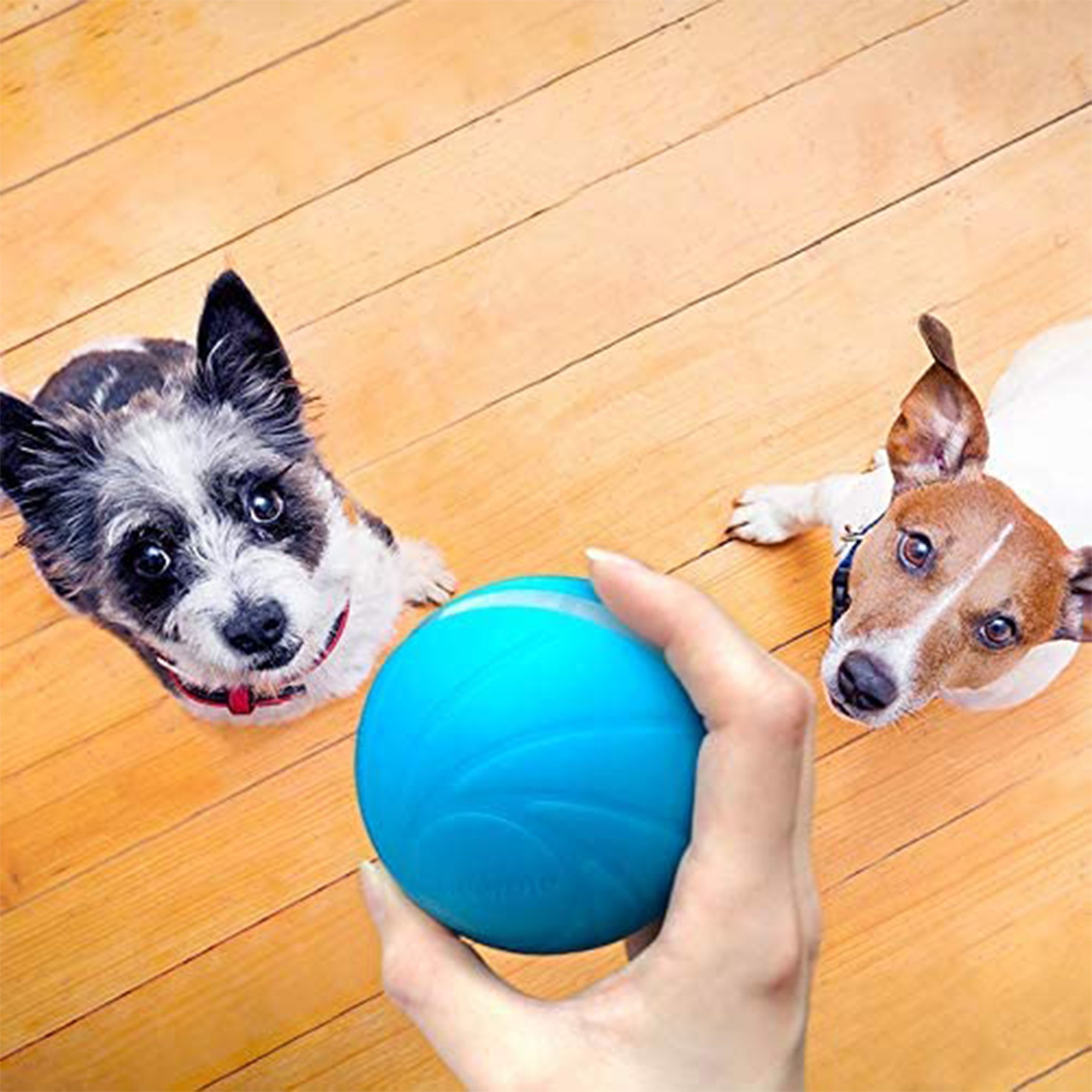 Cheerble Wicked Indoor Outdoor Self Propelling Interactive Dog Toy Ball, Blue