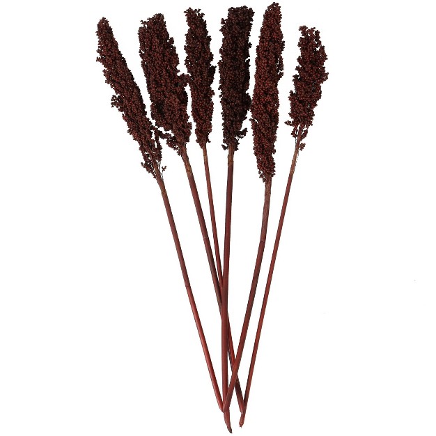 Dried Plant Corn Maze Natural Foliage With Long Stems Dark Brown Olivia amp May