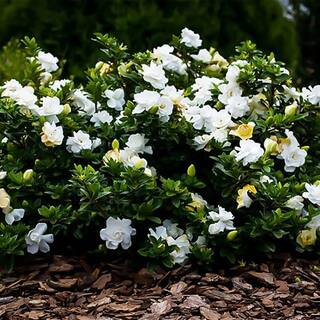 2.25 Gal. August Beauty Gardenia Shrub with Double White Flowers 14123