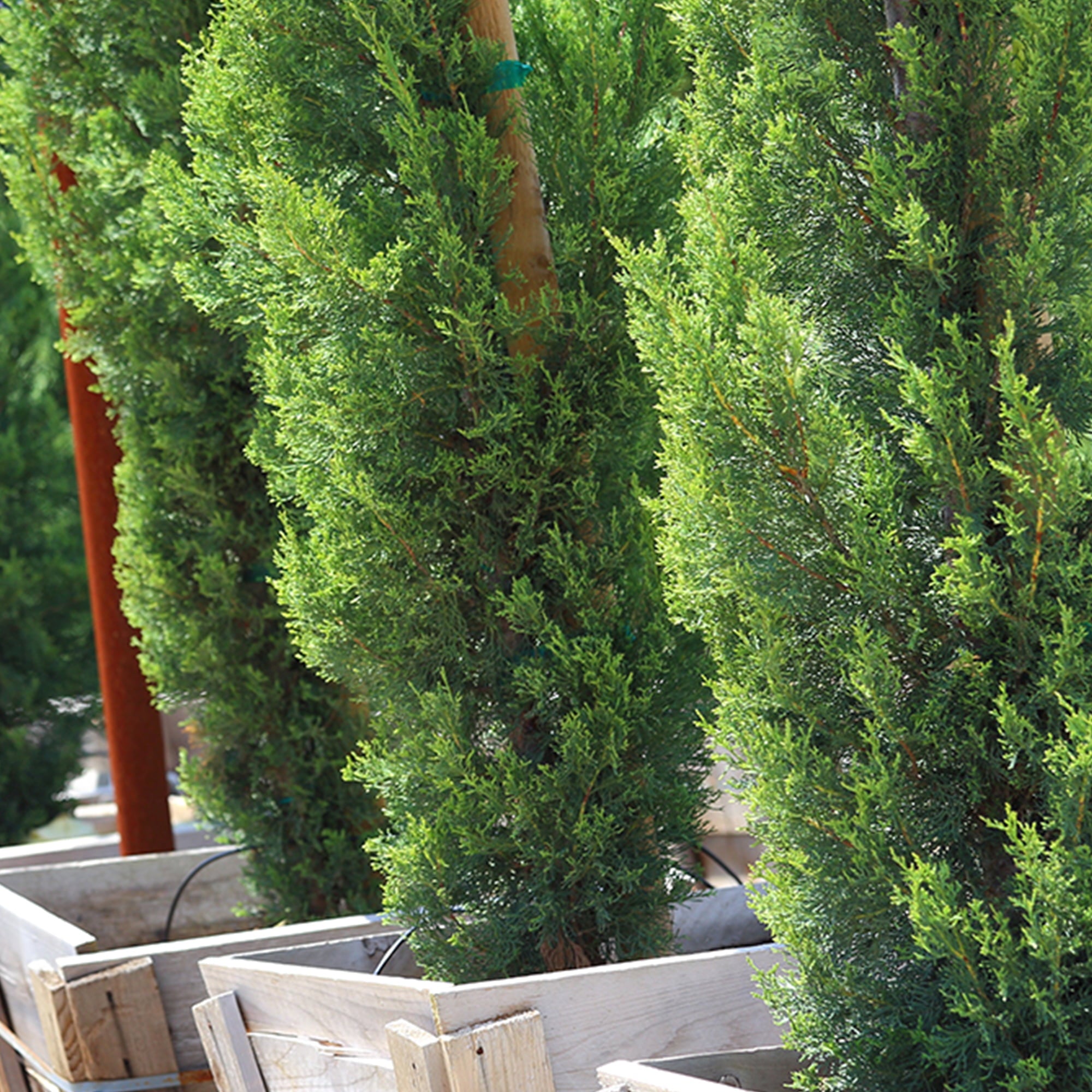 2-3ft Italian Cypress - Evergreen - Drought Tolerant