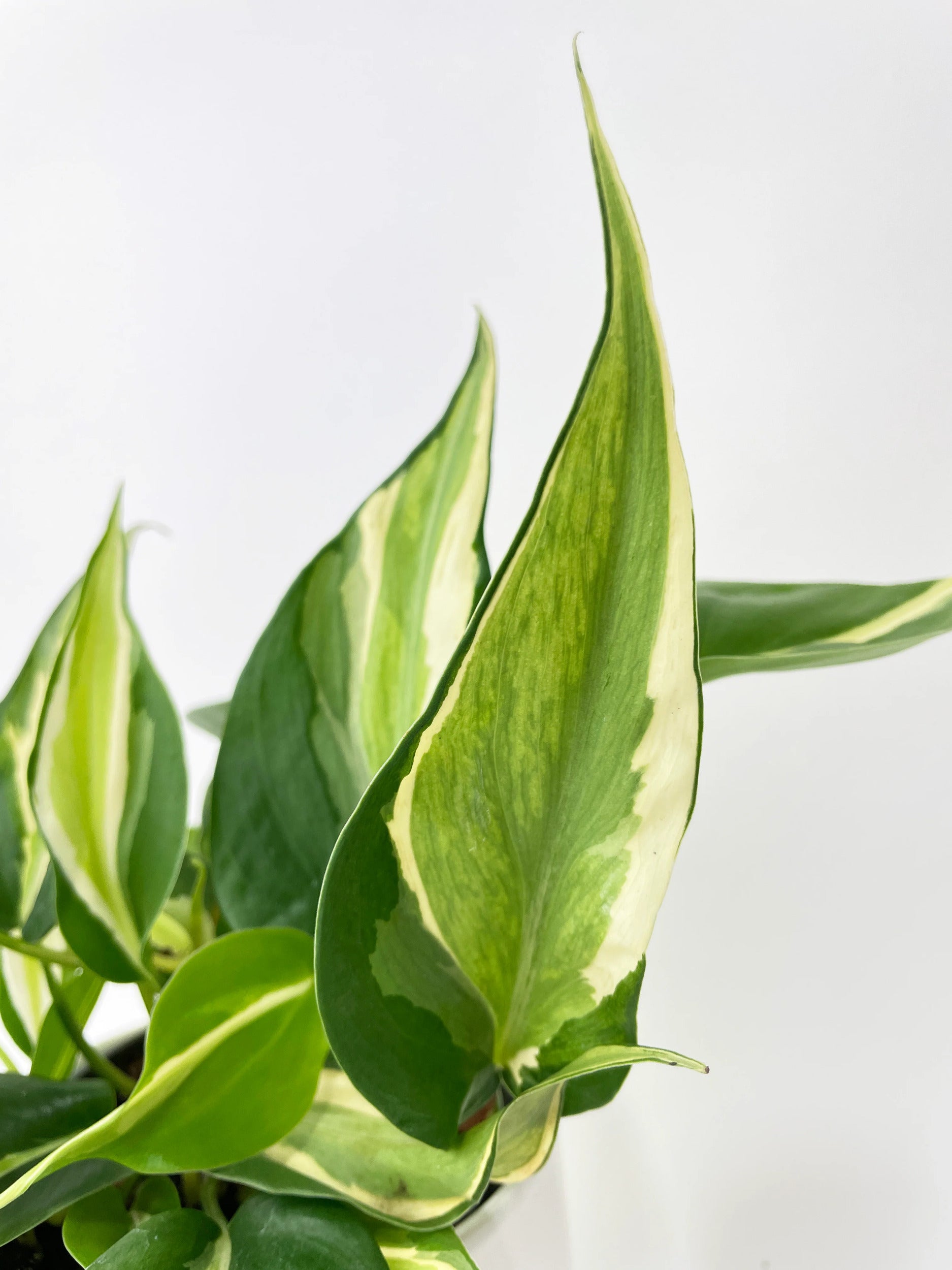 Philodendron Hederaceum Silver Stripe