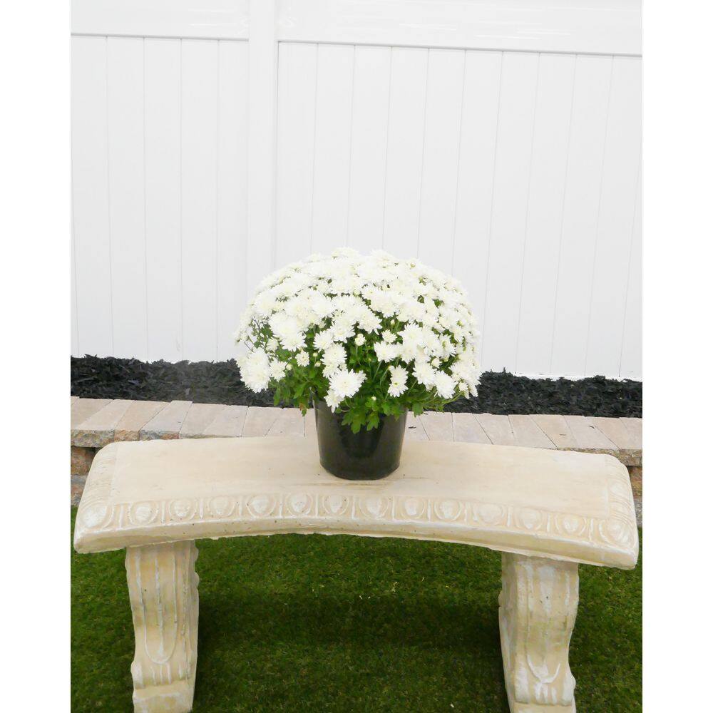 BELL NURSERY 3 Qt. White Chrysanthemum Annual Live Plant with White Flowers in 8 in. Grower Pot (2-Pack) CHMUM8WHT2PK